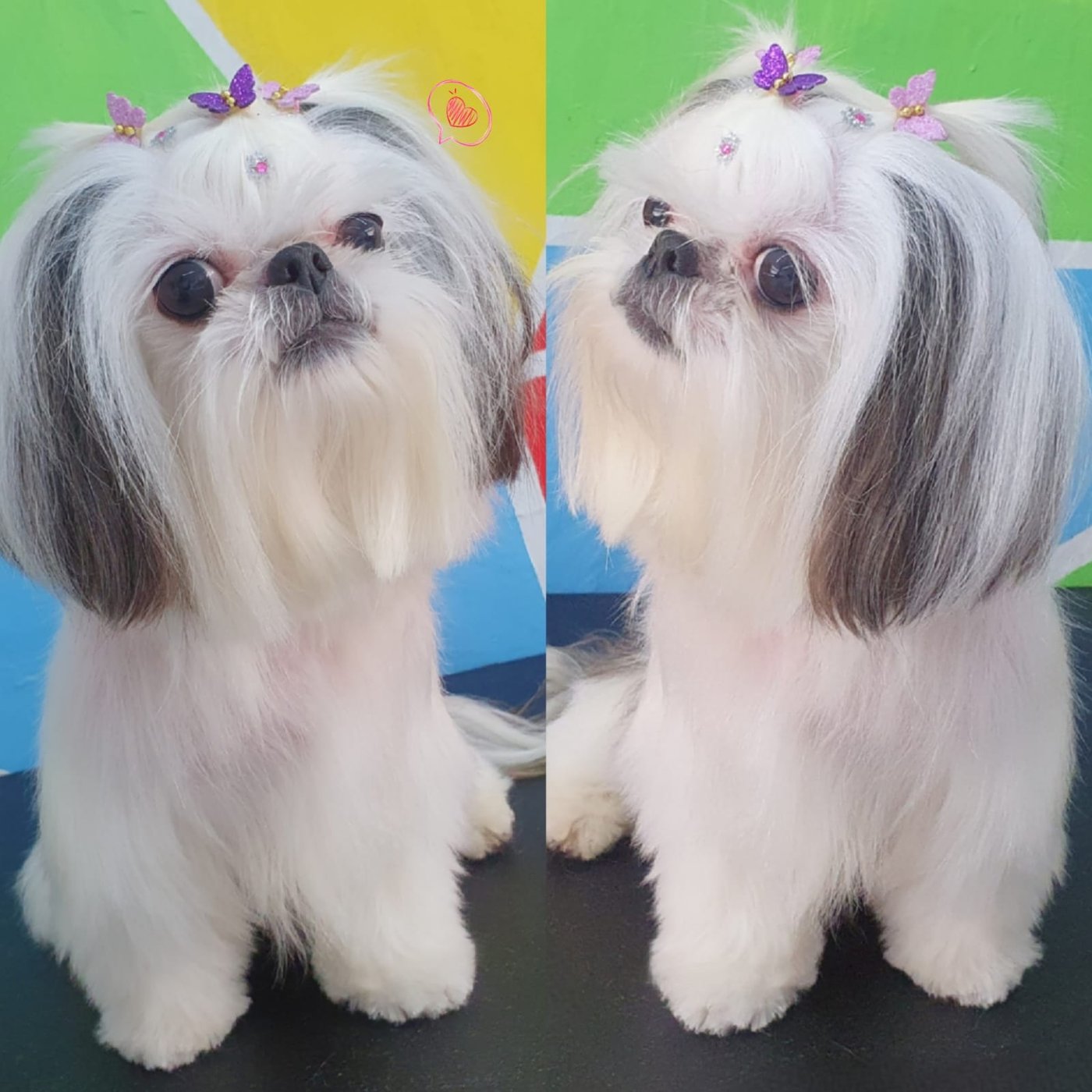 Shih Tzu com laços decorados após a tosa