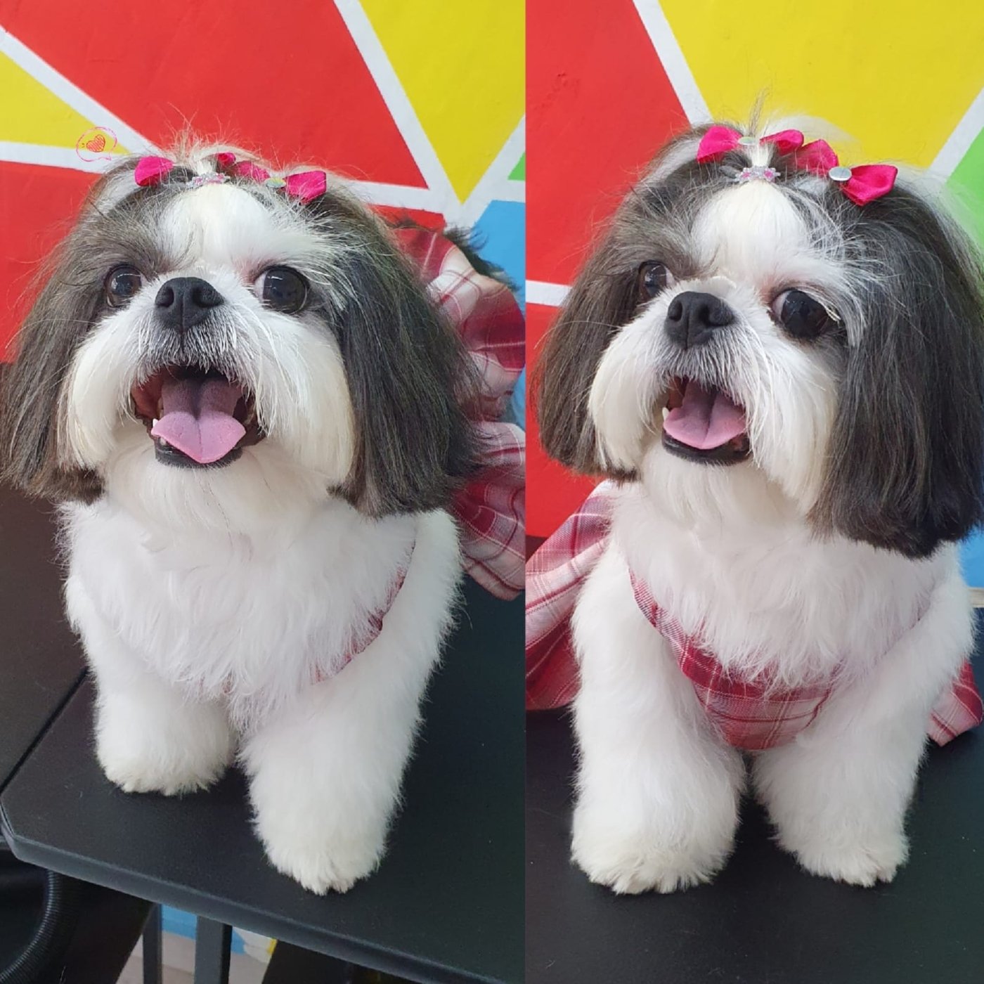 Shih Tzu sorridente com laço rosa