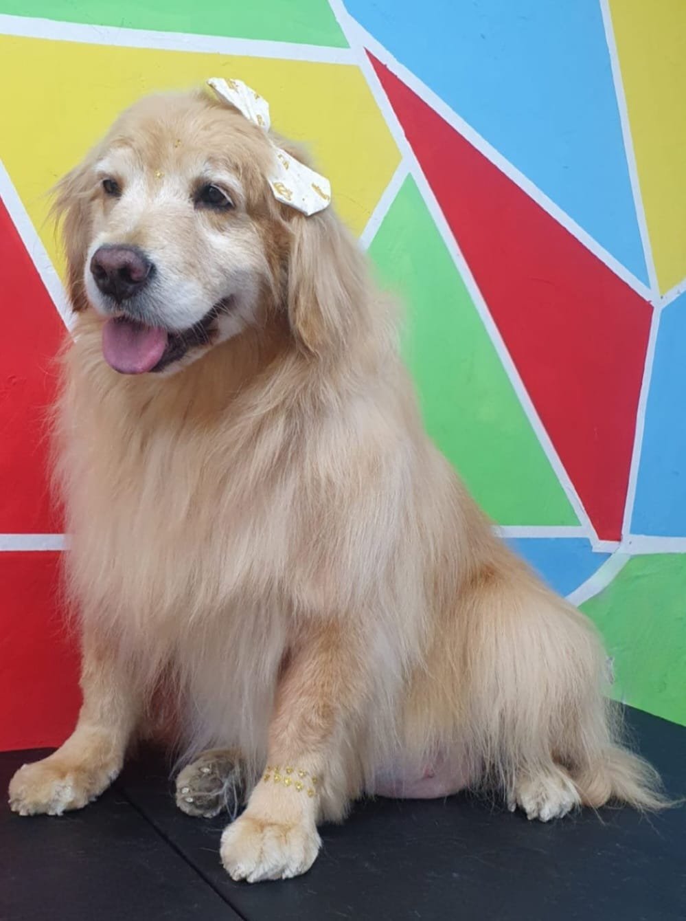 Golden Retriever relaxado após a tosa